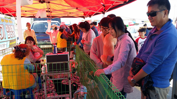 뽀듬뽀듬 양양 5일장 유기동물 분양행사(2016년10월9일)